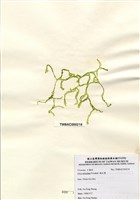 藏品(網石蓴)的圖片